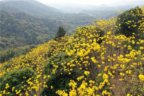 世界地球日 绿水青山“靓”黄埔 世界地球日 绿水青山“靓”黄埔
