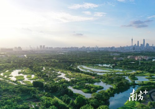 海珠湿地 海珠湿地